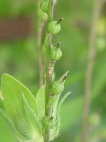 Bastard Cabbage (Mustard) seed-pods