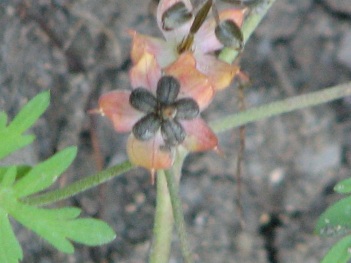 Geranium; Carolina geranium flower close