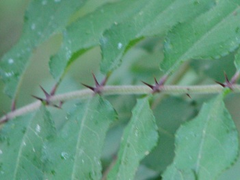 Hercules club leaf thorn