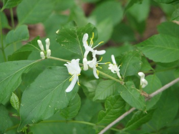 Honeysuckle; Amur honeysuckle leaves