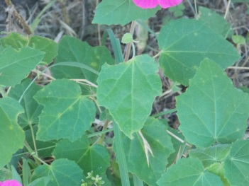 Mallow; Rose Mallow leaf