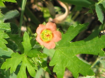 Mallow; Wheel mallow flower close