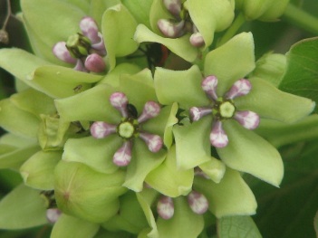 Milkweed; Green antelope horns flower close