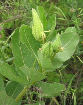 milkweed-green-antelope-horns-seed-pod.jpg