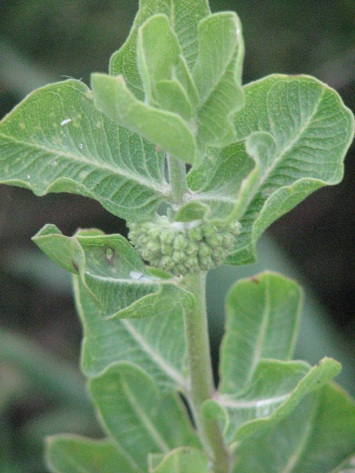 Milkweed; Green-comet leaves