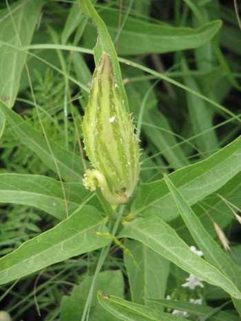 Milkweed; Spider antelope horns seed pod