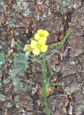 Mustard; Field Mustard flower