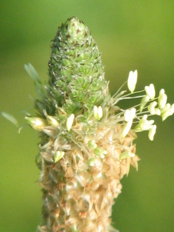 Plantain; English plantain flower