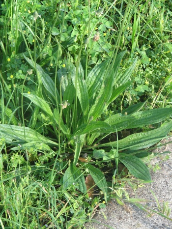 Plantain; English plantain leaves and stems