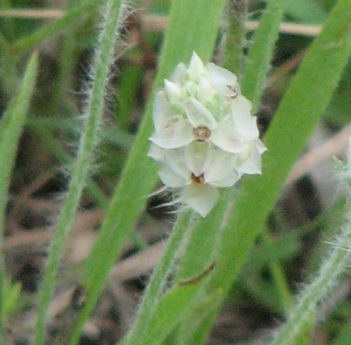 Plantain; Wright's plantain flower close