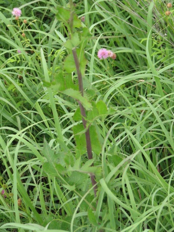 Prickly Lettuce (red) stem