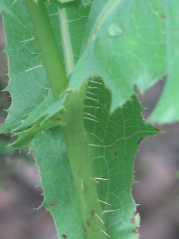 Prickly lettuce stalk, clasping leaves