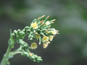 Prickly lettuce (yellow) flowers