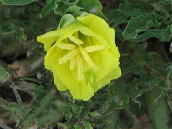 Primrose; Shortfin evening primrose flower