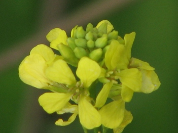 Mustard; Bastard mustard (clover) flower close