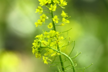 Mustard; Tumbling Mustard flowers