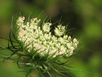 Queen Anne's lace bud