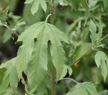 ragweed-leaf.jpg
