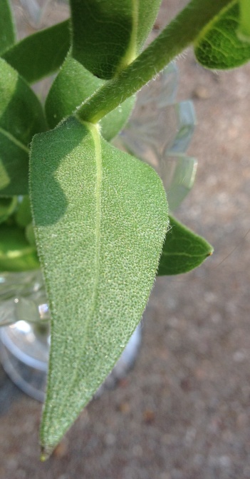 Rosin Weed; Roughstem Leaf
