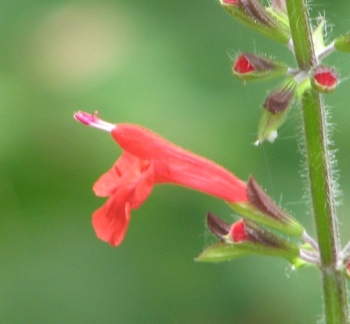 sage-scarlet-cedar-sage-flower-profile.jpg