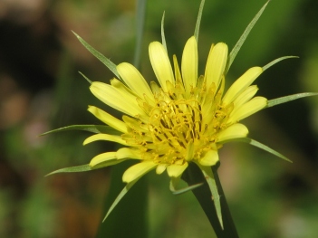 Salsify; Yellow Salsify flower