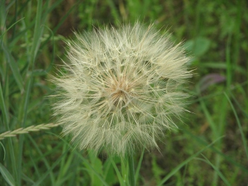 Salsify; Yellow salsify seeds