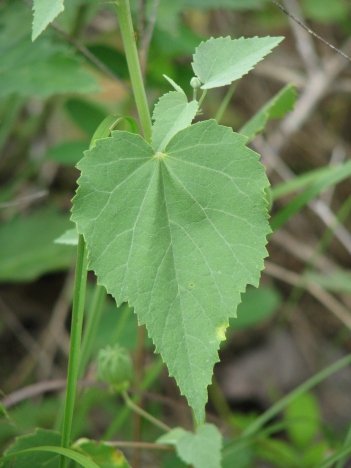 Sida; Heart-leaf sida leaf