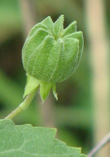 sida-heart-leaf-sida-seed-capsule.jpg