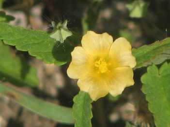 Sida; Spreadig Fanpetal flower close