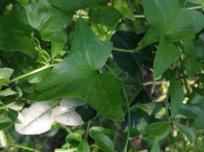Snapdragon Vine Leaf