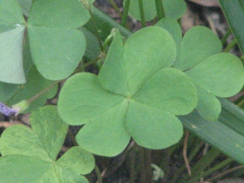 Sorrel; Lavender sorrel leaf