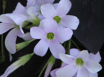 Sorrel; Violet sorrel flower close