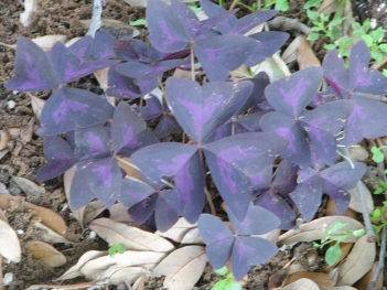 Sorrel; Violet sorrel leaf