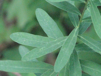 Spurge; Flowering suprge leaf