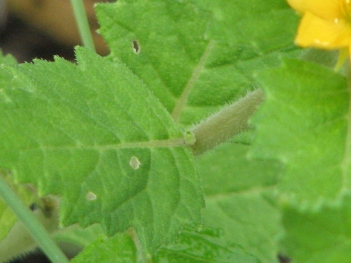 Stick-leaf; Chicktheif stick-leaf leaf