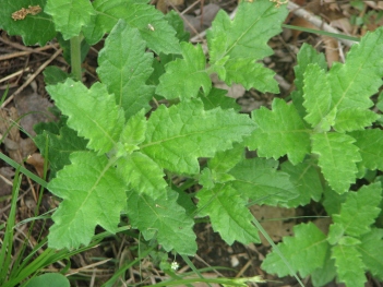Stick-leaf; Chicktheif stickleaf leaves