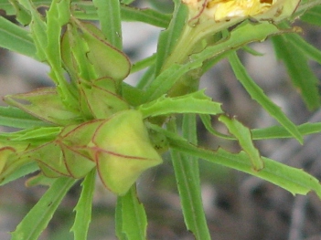 Sundrop; Drummond's sundrop (square-bud)leaves and buds