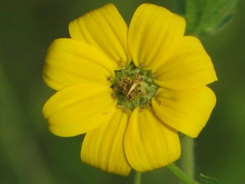 Sunflower; Engelmann's sunflower (daisy) curl close