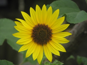 Sunflower; Kansas sunflower close