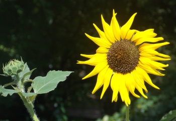 Sunflower; Kansas Sunflower showy