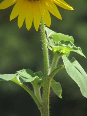 Sunflower; Kansas sunflower stalk
