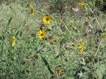 Sunflower; Kansas sunflower