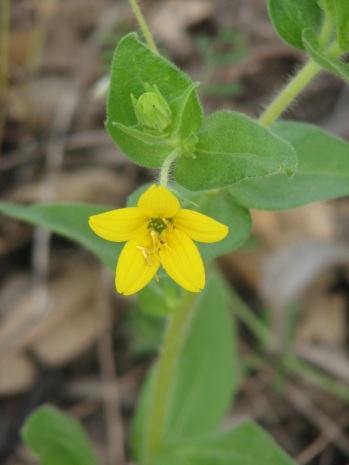 Texas yellow star flower