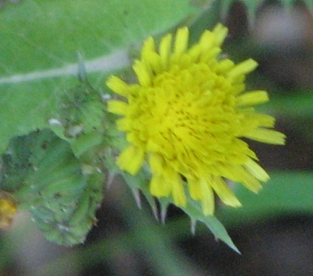 thistle-spiny-sow-thistle-flower-close.jpg