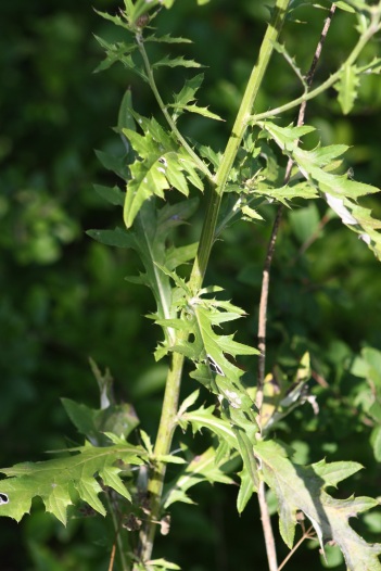 Thistle; Texas thistle leaf &amp; stem