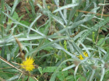 Thistle; Yellow star thistle leaves