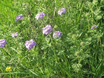 Vervain; Wright's vervain (2)