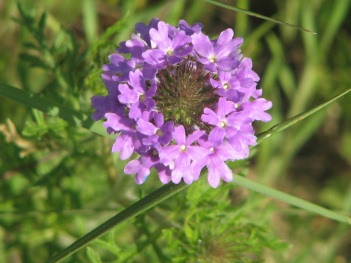 Vervain; Wright's vervain flower (2) - Copy
