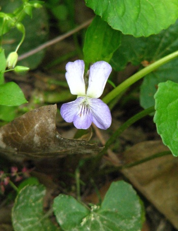Violet; Missouri Violet flower close