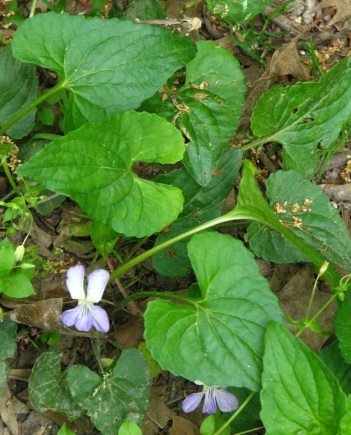violet-missouri-violet-flower.jpg